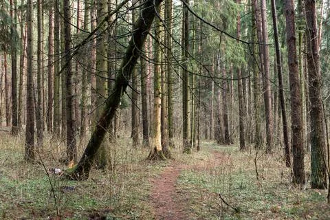 Fallen tree in the forest. Consequence of strong wind. Stock Photos