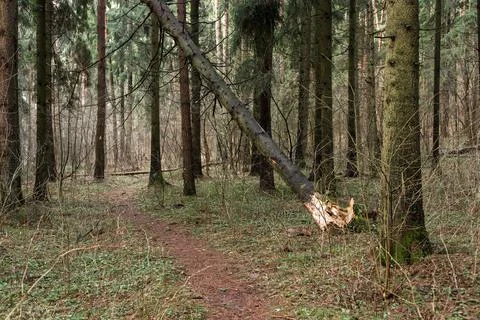 Fallen tree in the forest. Consequence of strong wind. Stock Photos