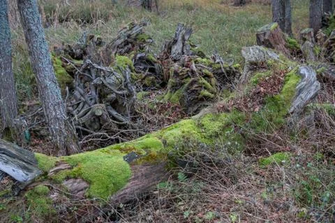 Fallen tree in the forest covered with moss Stock Photos