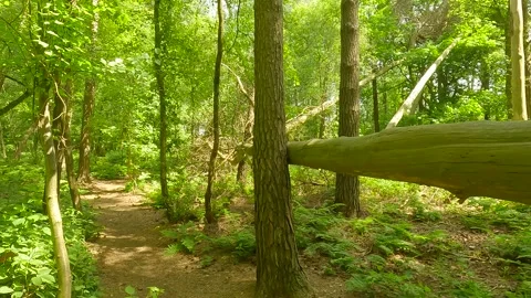 Fallen tree in a forest in daylight. Stock Footage 244582269