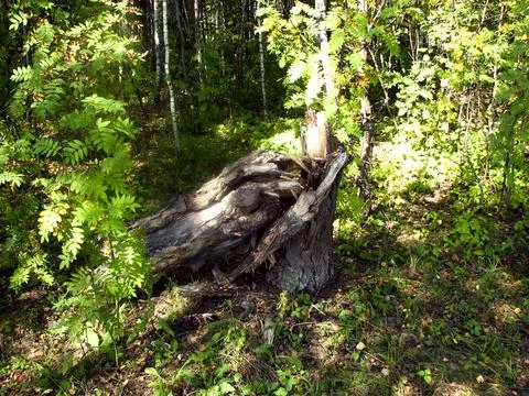 Fallen tree in the forest. Early autumn. Russia, near Moscow Stock Photos