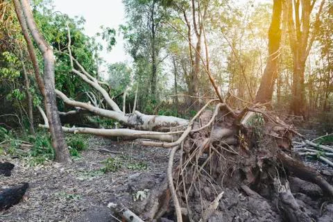 Fallen tree in a forest. A fallen and dead tree in the middle of the forest. Stock Photos