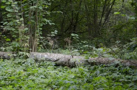 Fallen tree in the forest. A fallen tree in the forest. Stock Photos