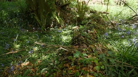 Fallen Tree On Forest Floor Stock Footage 91137905