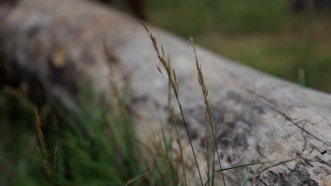 A fallen tree in the forest. The focus moves from the tree to the spikelet. Stock Footage 69885020
