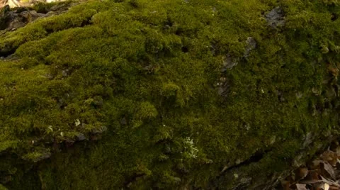 Fallen tree in forest 스톡 동영상 12518003