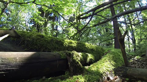Fallen tree in a forest Видео 39254827