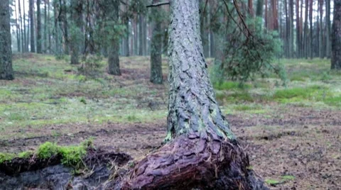 Fallen tree in forest Stock Footage 41874680