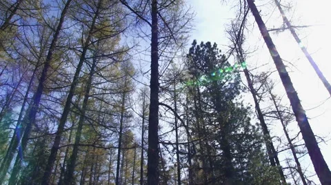 Fallen Tree In The Forest 스톡 동영상 47801217