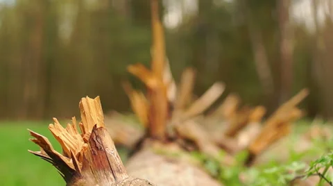 Fallen tree in the forest Video stock 57316381