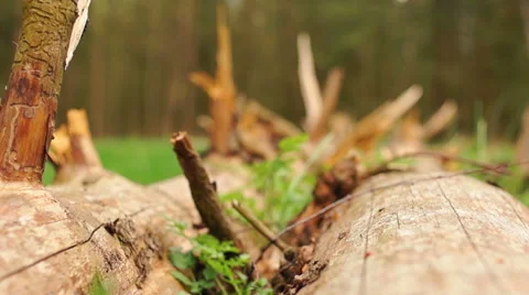 Fallen tree in the forest 스톡 동영상 57316414
