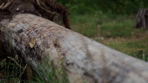 A fallen tree in the forest. Video stock 69885421