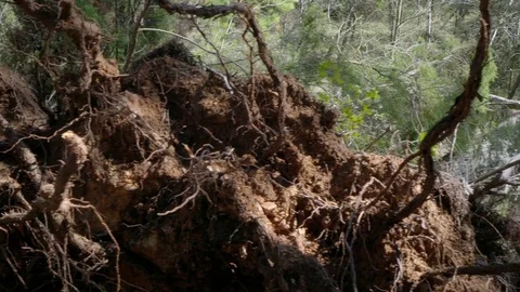 Fallen tree at the forest Stock Footage 74625202