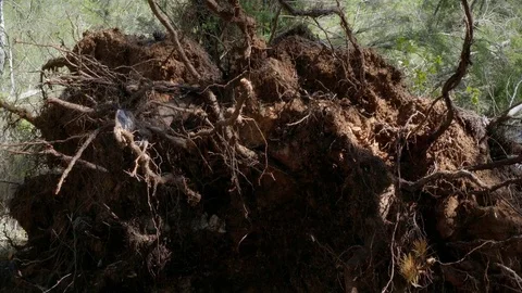 Fallen tree at the forest Stock Footage 74625241
