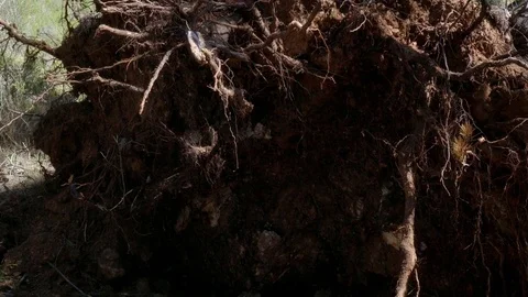 Fallen tree at the forest Stock Footage 74625516