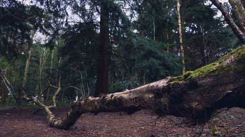 Fallen Tree in Forest Vídeo Stock 126074781