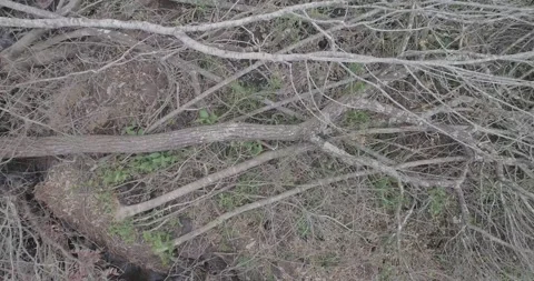 Fallen tree in the forest Stock Footage 139950868