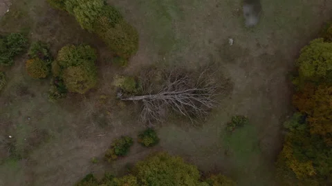 Fallen tree in forest Stock Footage 141431943