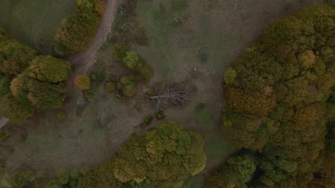 Fallen tree in forest Stock Footage 141432366