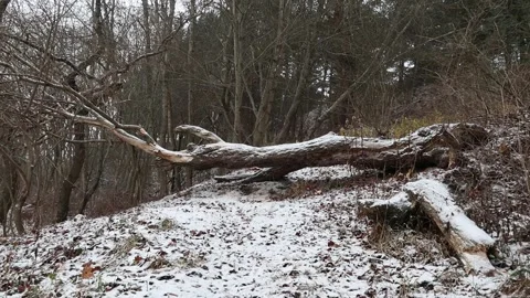 Fallen tree in forest Stock Footage 225443349