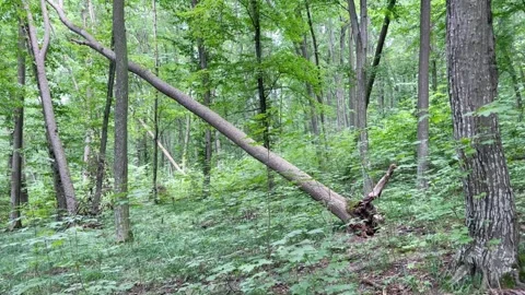 A fallen tree in the forest Stock Footage 247284230