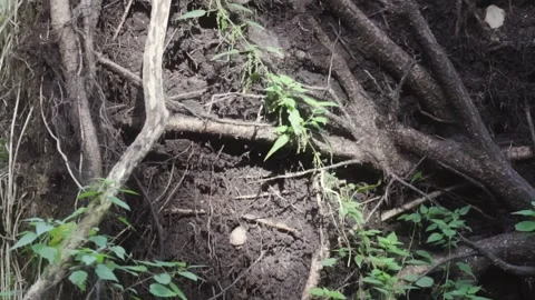 Fallen tree in forest Stock Footage 260635327