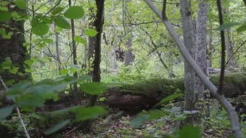 Fallen tree in forest Stock Footage 261419450