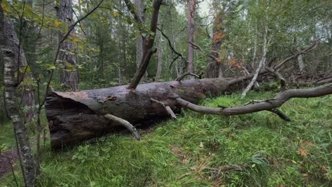 Fallen tree in the forest Video stock 283469121
