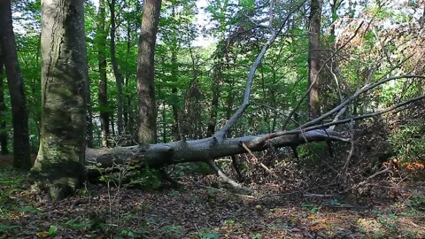 A fallen tree in a forest full of dense trees Stock Footage 148666024
