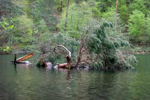 Fallen Tree in Forest Lake Natural Decay Serene Woodland Stock Photos