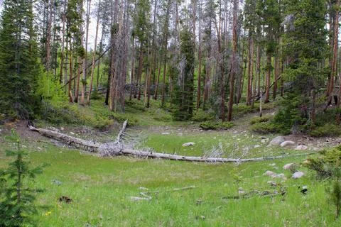 Fallen tree in forest meadow 写真素材