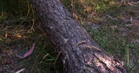 Fallen tree in the forest. Pan from right to left across rough bark Stock Footage 135357423