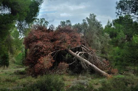 Fallen tree in a forest Stock Photos