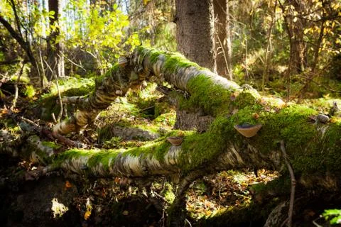 Fallen tree in forest Stock Photos