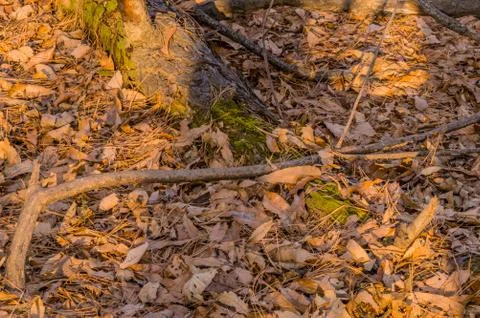 Fallen tree in forest Stock Photos