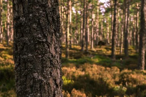 Fallen tree in a forest Stock Photos