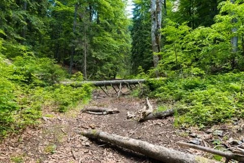 Fallen tree in the forest 写真素材