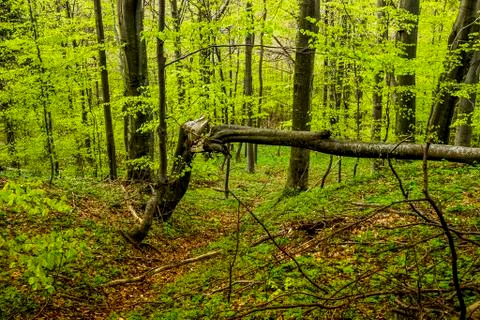 Fallen tree in the forest Stock Photos