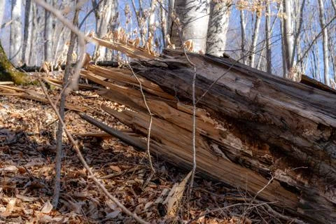 Fallen tree in the forest Stock Photos