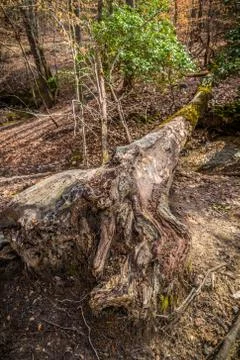 Fallen tree in the forest Stock Photos
