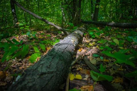 Fallen tree in the forest Stock Photos