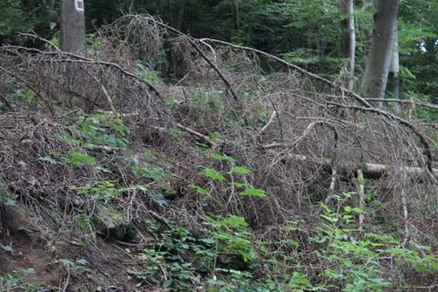Fallen tree in a forest Stock Photos