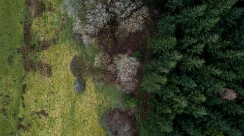Fallen Tree in Forest Foto stock