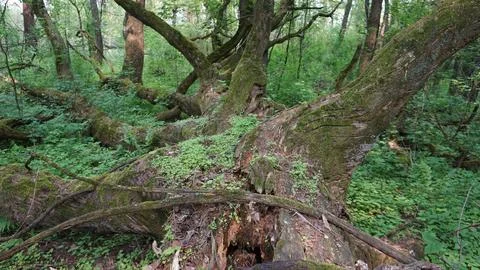 Fallen Tree Forest Stock Photos