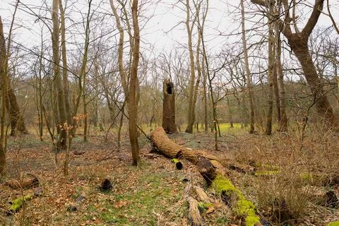 Fallen tree in a forest Stock Photos