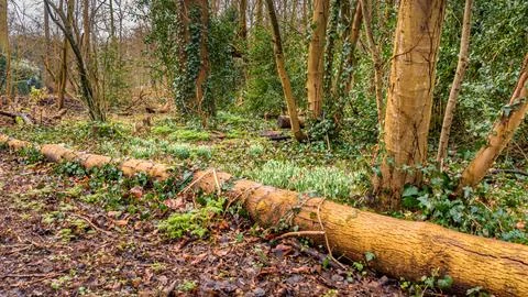 Fallen tree in forest Stock Photos