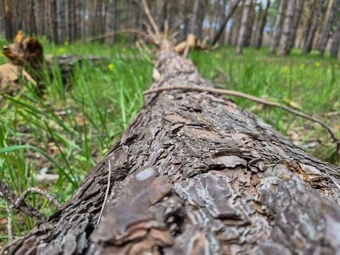 A fallen tree in the forest Stock Photos