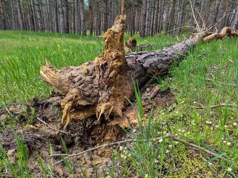 A fallen tree in the forest Stock Photos