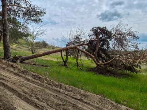 A fallen tree in the forest Stock Photos