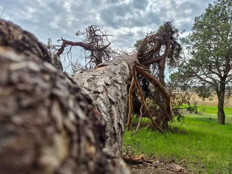 A fallen tree in the forest Stock Photos
